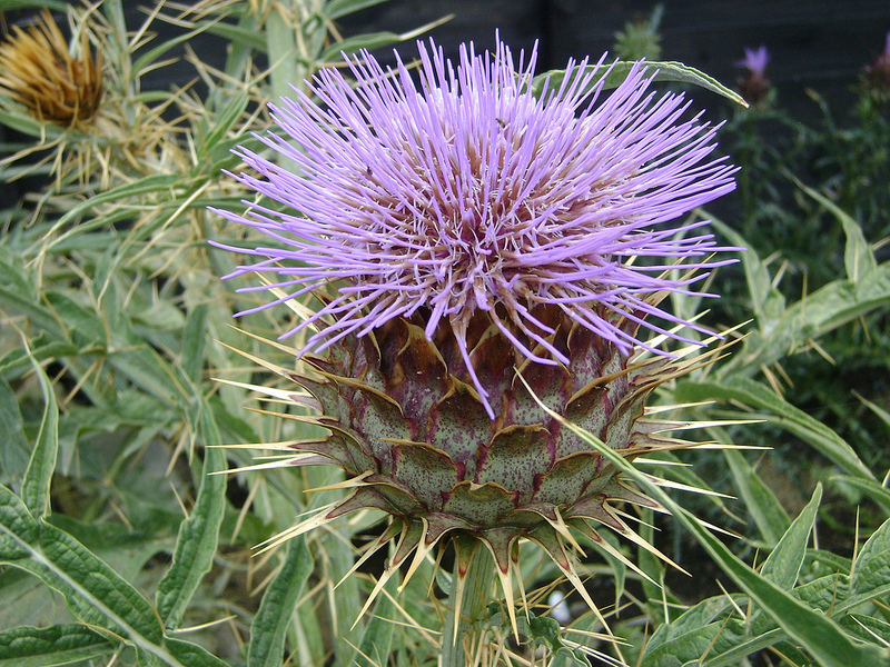 artichoke thistle